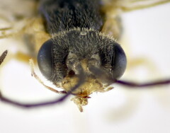 Pristiphora pallidiventris