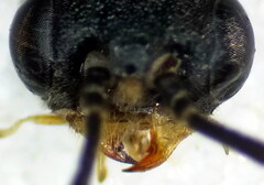 Pristiphora pallidiventris