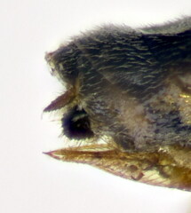 Pristiphora pallidiventris