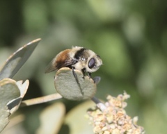 Cephenemyia