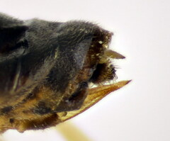 Pristiphora pallidiventris