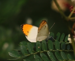 Colotis aurora