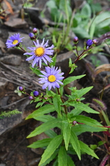 Aster maackii