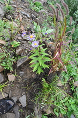 Aster maackii