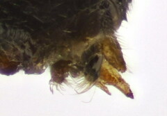 Pristiphora pallidiventris