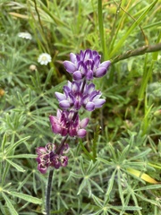 Lupinus microcarpus