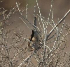 Curruca conspicillata