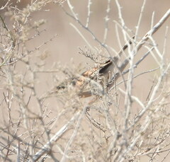 Curruca conspicillata