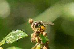 Allograpta hortensis