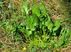 Beta vulgaris