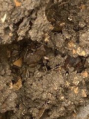 Eleutherodactylus johnstonei