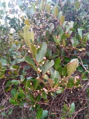 Aphloia theiformis
