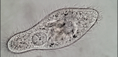 Paramecium