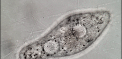 Paramecium