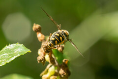 Allograpta hortensis