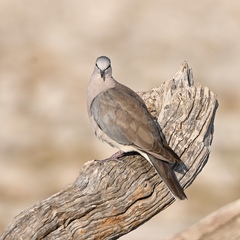 Streptopelia capicola