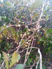 Aphloia theiformis
