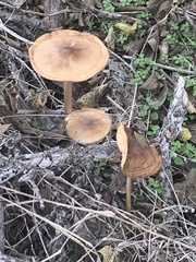 Oudemansiella