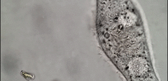 Paramecium