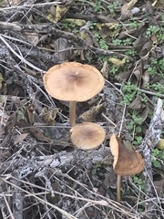 Oudemansiella