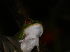Phyllomedusa trinitatis