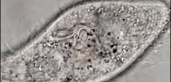Paramecium
