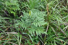 Pteridium latiusculum japonicum