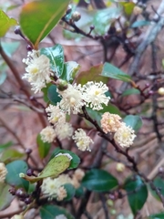 Aphloia theiformis