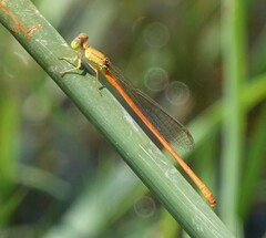 Ceriagrion glabrum