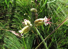 Miraglossum pulchellum