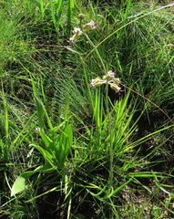 Miraglossum pulchellum