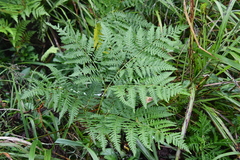 Pteridium latiusculum japonicum