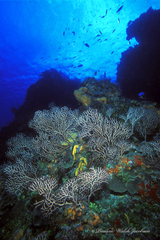 Iciligorgia schrammi