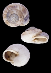 Marmorana muralis
