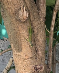 Anolis extremus