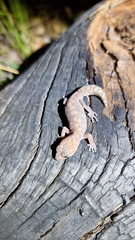 Diplodactylus lateroides