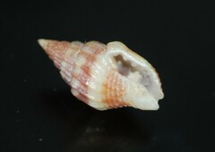 Anachis scalarina
