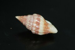Anachis scalarina
