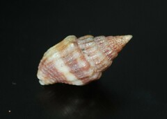 Anachis scalarina
