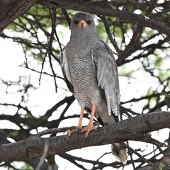 Melierax canorus argentior
