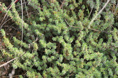 Camphorosma monspeliaca