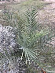 Phoenix dactylifera