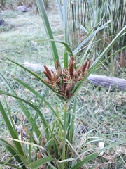 Cyperus thunbergii