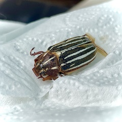 Polyphylla decemlineata