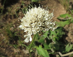 Scabiosa drakensbergensis