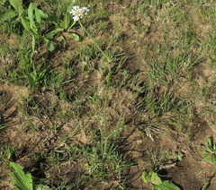 Scabiosa drakensbergensis
