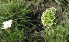 Scabiosa drakensbergensis