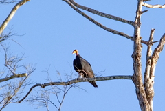 Cathartes melambrotus
