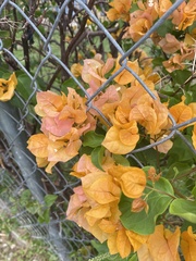 Magnoliopsida