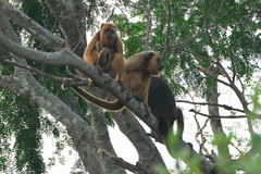 Alouatta caraya